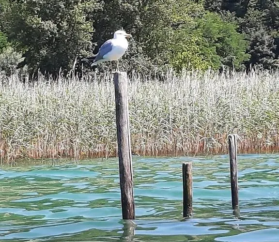 Le Lamartine, Vue Magnifique Face Au Du Bourget *